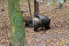 Killikus&reg; Fotographie